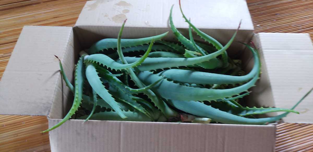 succulent plant cactus Kidachi aloe 1 branch one cut * approximately 80cm box *..... person ...