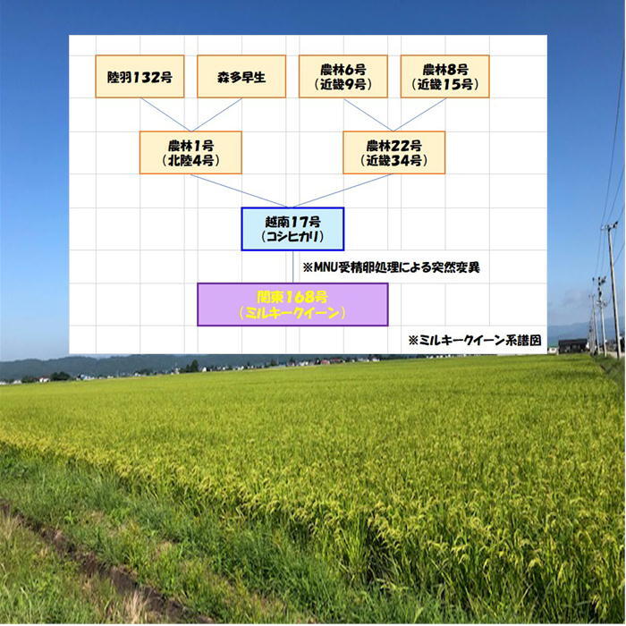 送料込み 令和５年産 会津 ミルキークイーン 白米 5kg × ２袋 10kg 九州沖縄別途送料 当店一番人気 米 お米_画像5