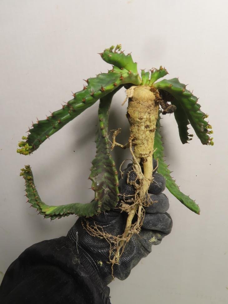 4507 「実生」ユーフォルビア ステラータ 抜き苗【Euphorbia stellata・飛竜・多肉植物・畑に地植え株・塊根植物】_画像5