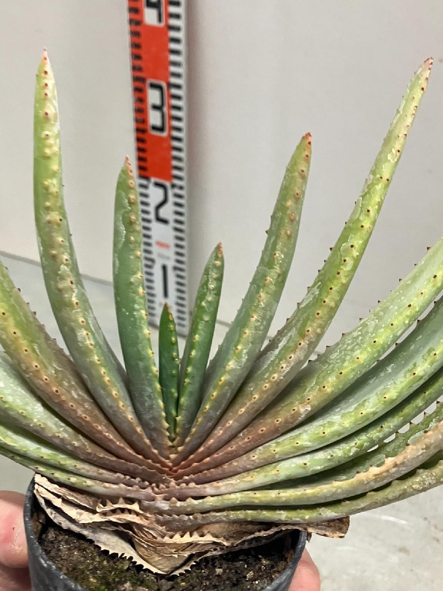 8744 「実生」アロエ　コンプレッサ　【多肉植物・アロエ・種から発芽！Aloe Compressa】_画像1