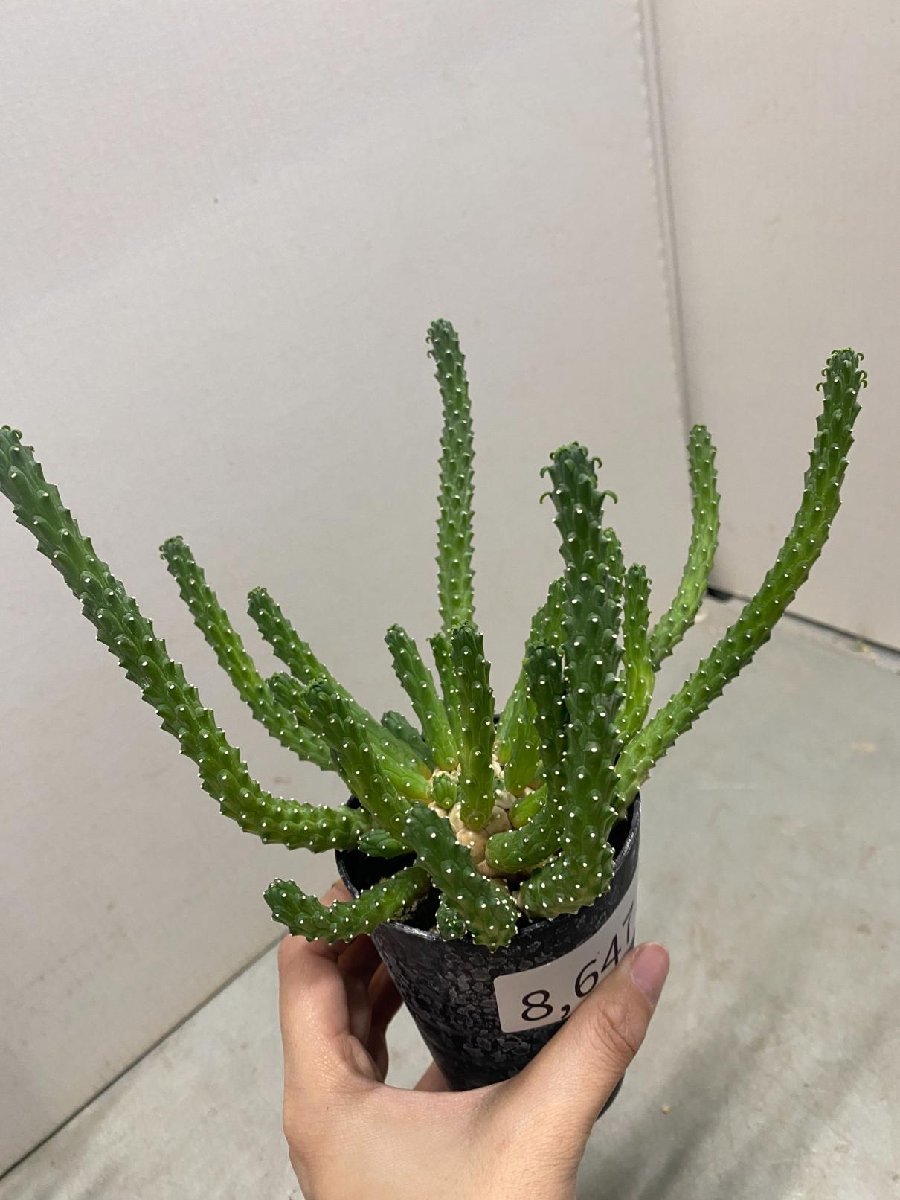 8647 「実生」ユーフォルビア イネルミス 2株セット【多肉植物・種から発芽！・Euphorbia inermis・九頭竜】_画像2