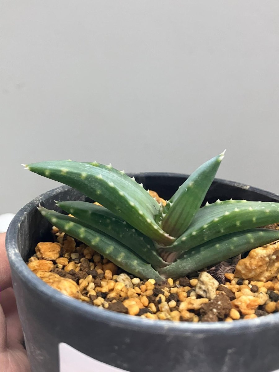 6331 「多肉植物」アロエ　ペアルソニー　植え【Aloe pearsonii・発根・美株】_画像5