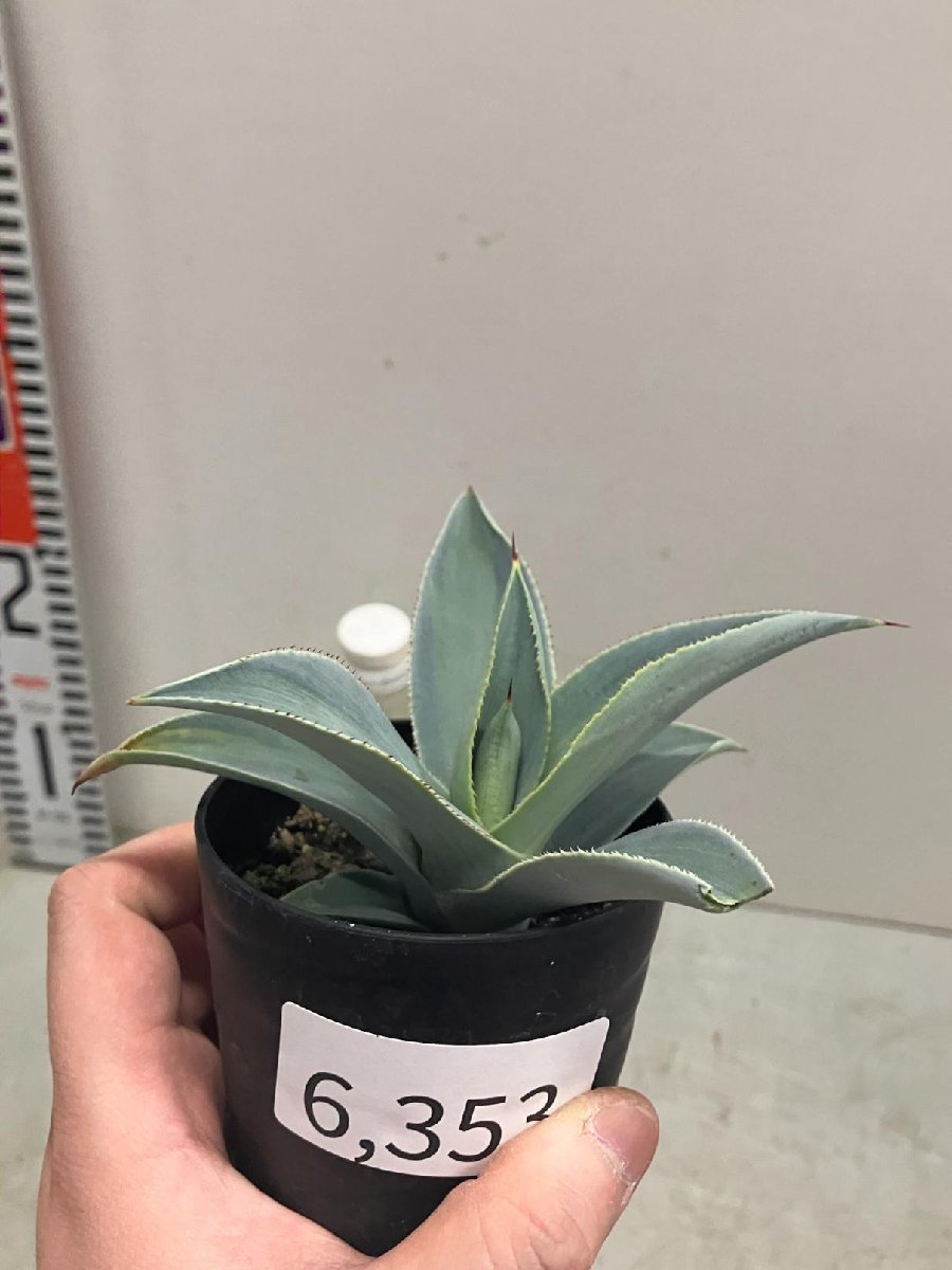 6353 「多肉植物】アガベ　ドラゴントゥース 植え 斑入り【サボテン・リュウゼツラン・Agave pygmaea Dragontoes】_画像6