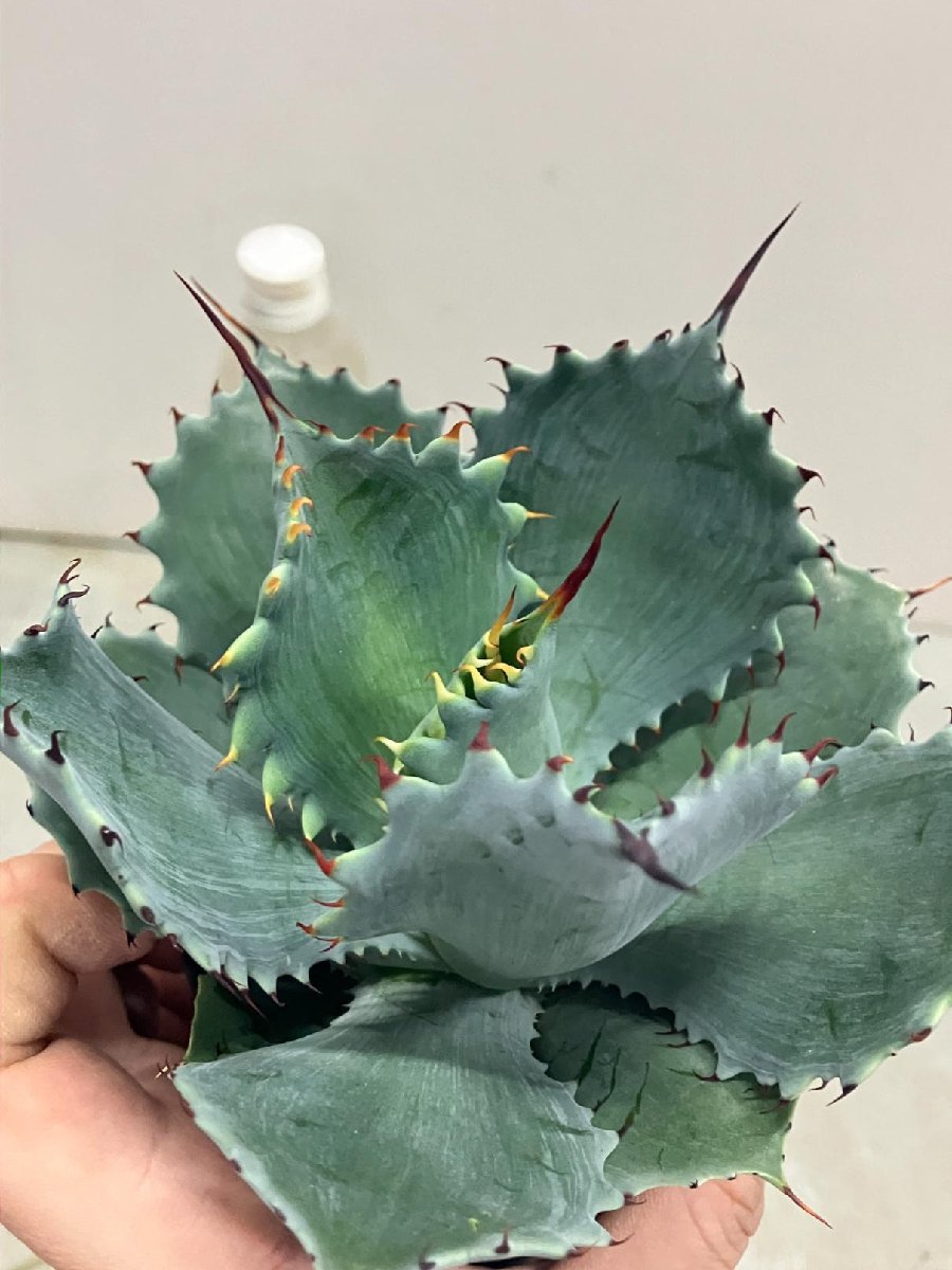 2238 「多肉植物」アガベ ポタトラム “スポーン” 植え【発根・リュウゼツラン・ Agave potatorum “spawn”】_画像8