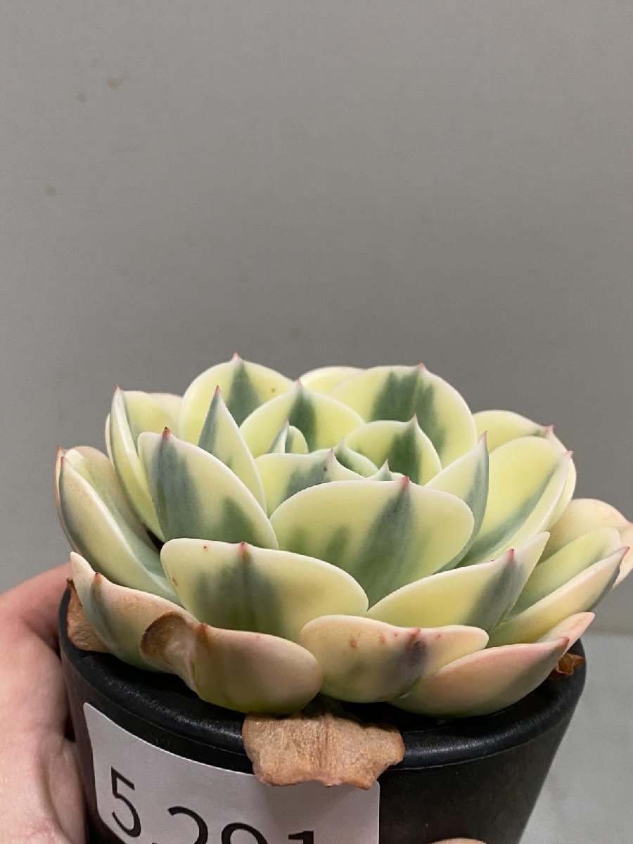 5291 「多肉植物」エケベリア ルノーディーン　植え【発根・美株・ Echeveria 'Lenore Dean'】_画像6