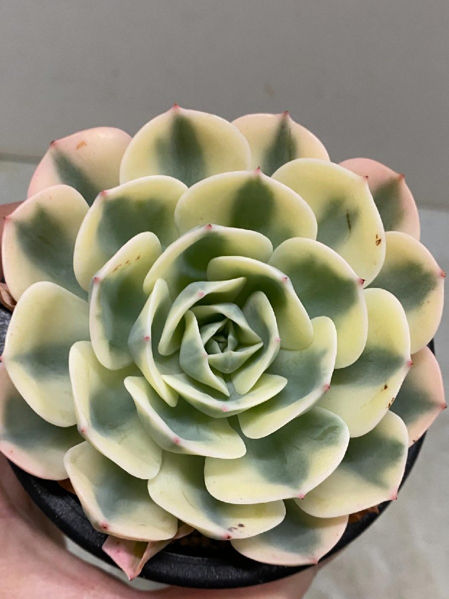 5290 「多肉植物」エケベリア ルノーディーン　植え【発根・美株・ Echeveria 'Lenore Dean'】_画像1