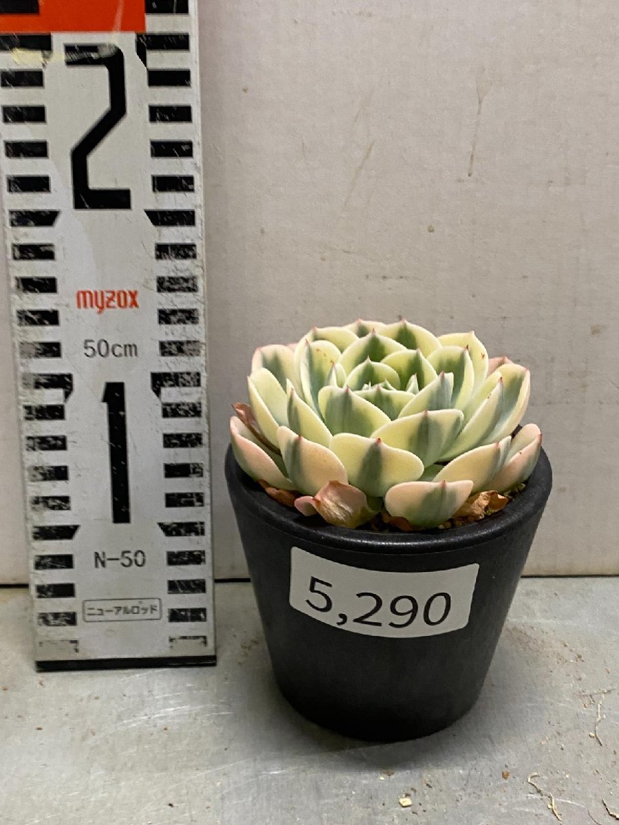 5290 「多肉植物」エケベリア ルノーディーン　植え【発根・美株・ Echeveria 'Lenore Dean'】_画像3