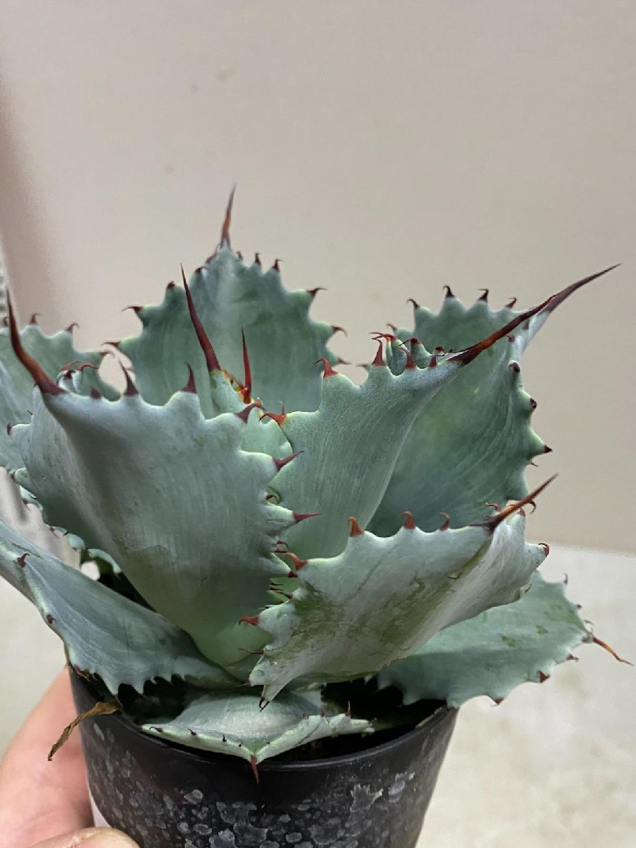 5324 「多肉植物」アガベ ポタトラム “スポーン” 植え【発根・リュウゼツラン・ Agave potatorum “spawn”・残り僅か】_画像7