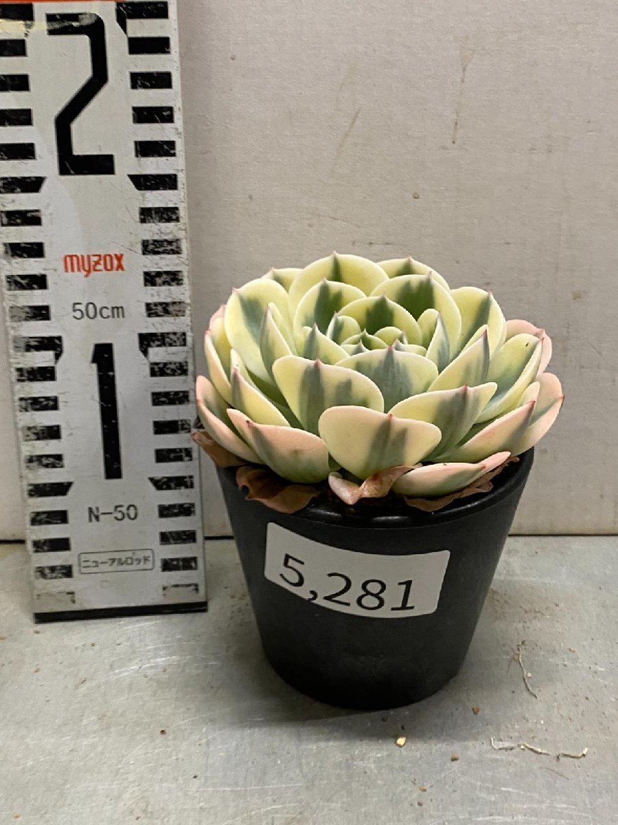 5281 「多肉植物」エケベリア ルノーディーン　植え【発根・美株・ Echeveria 'Lenore Dean'】_画像3