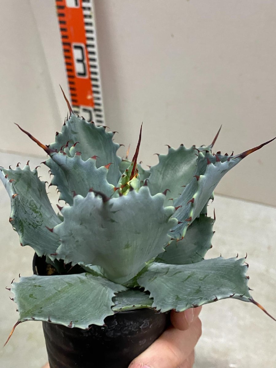 5324 「多肉植物」アガベ ポタトラム “スポーン” 植え【発根・リュウゼツラン・ Agave potatorum “spawn”・残り僅か】_画像6