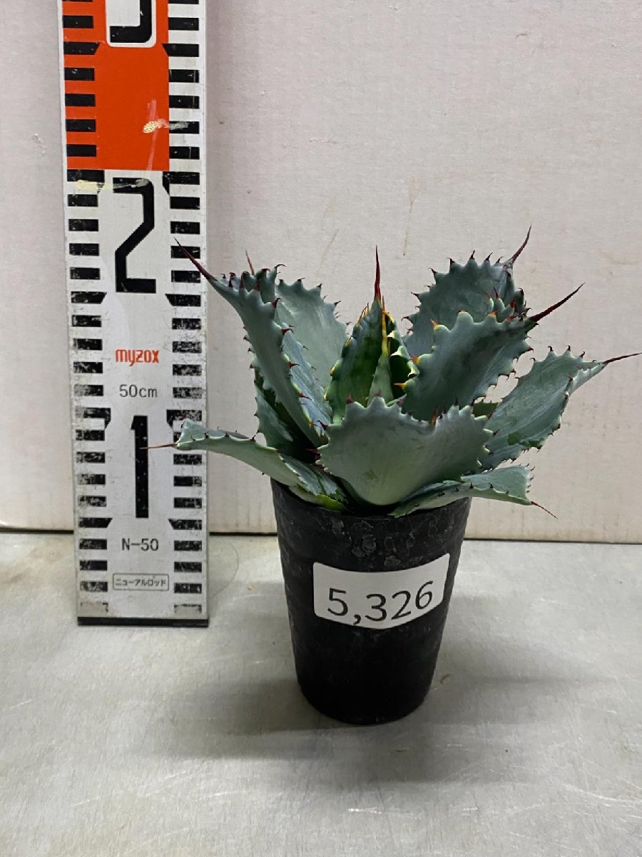 5326 「多肉植物」アガベ ポタトラム “スポーン” 植え【発根・リュウゼツラン・ Agave potatorum “spawn”・残り僅か】_画像2