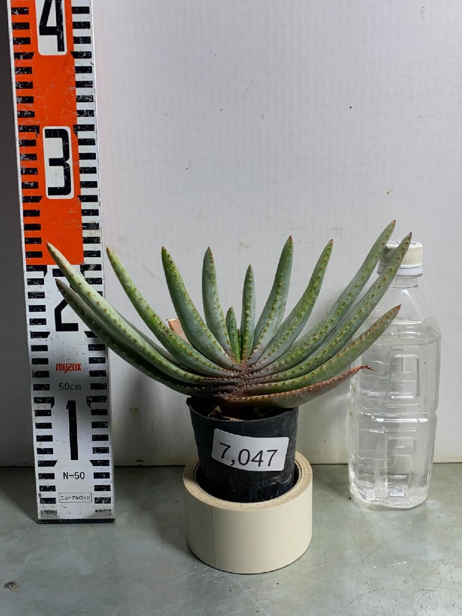 7047 「実生」アロエ　コンプレッサ　【多肉植物・アロエ・種から発芽！Aloe Compressa】_画像6