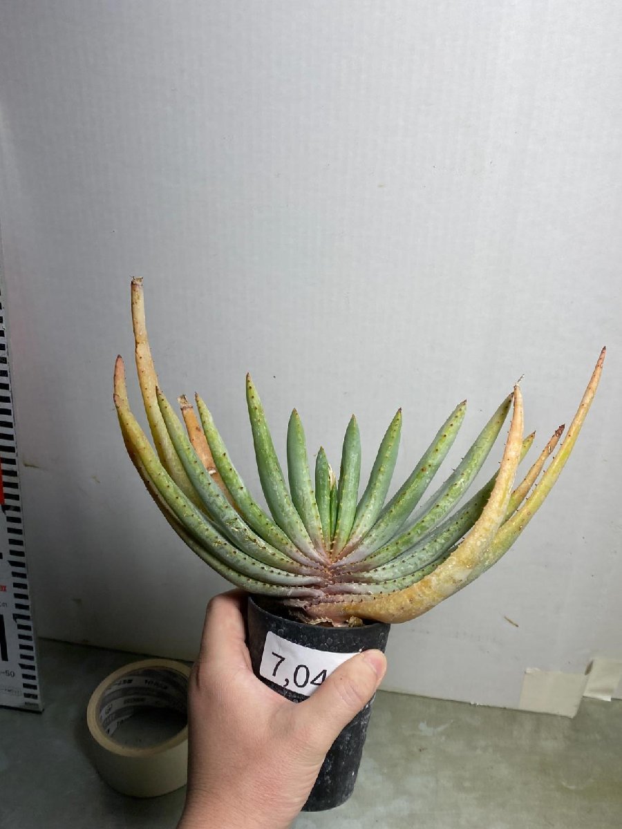 7046 「実生」アロエ　コンプレッサ　【多肉植物・アロエ・種から発芽！Aloe Compressa】_画像1