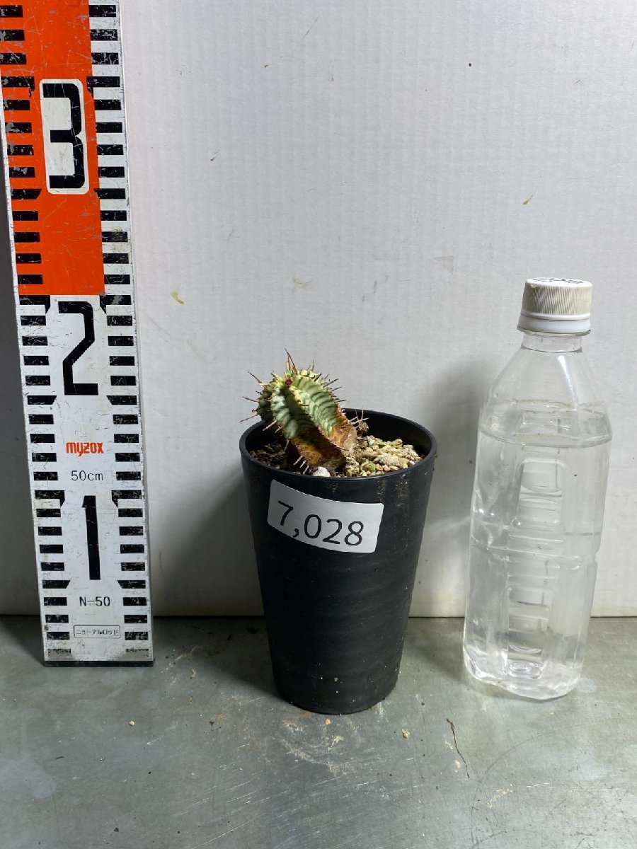 7028 「多肉植物」ユーフォルビア　メロフォルミス斑入り 植え【塊根植物・発根・Euphorbia meloformis・貴青玉】_画像5