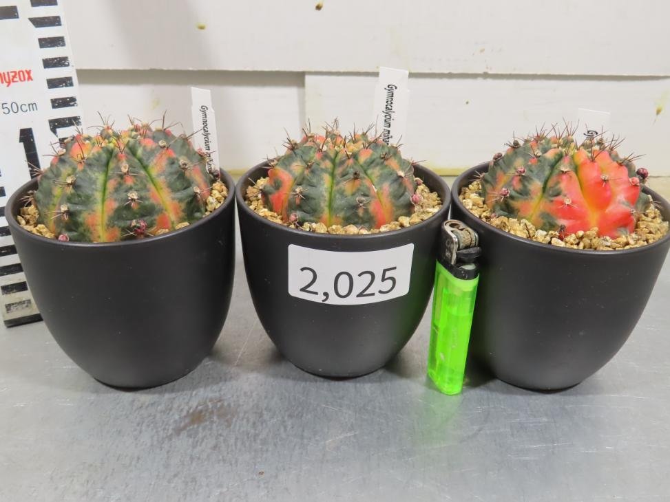 2025 「多肉植物I」ギムノカリキウム ミハノビッチ ３株セット【発根・美株・Gymnocalycium mihanovichii・サボテン】_画像1