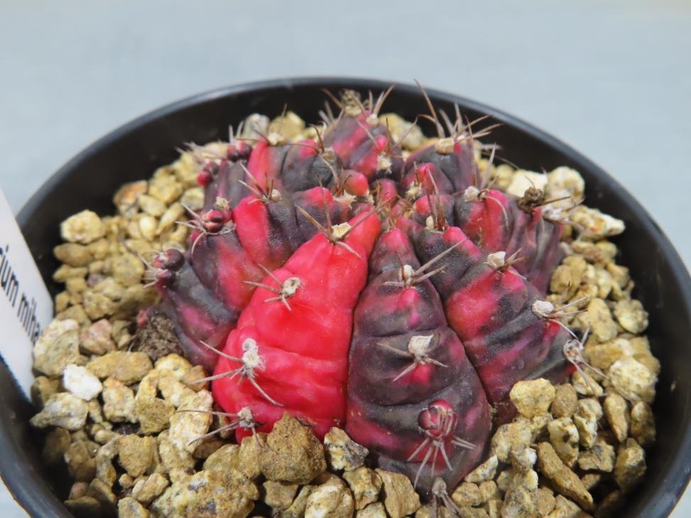 2031 「多肉植物I」ギムノカリキウム ミハノビッチ ３株セット【発根・美株・Gymnocalycium mihanovichii・サボテン】_画像5