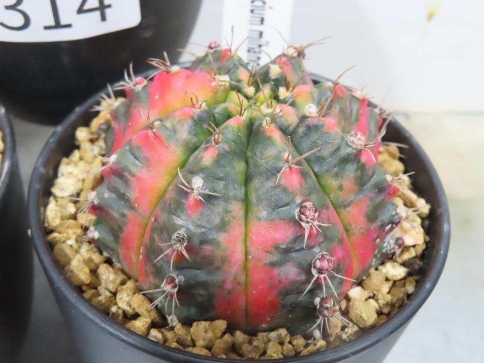 4314 「多肉植物I」ギムノカリキウム ミハノビッチ 3株セット【発根・美株・Gymnocalycium mihanovichii・サボテン】_画像7