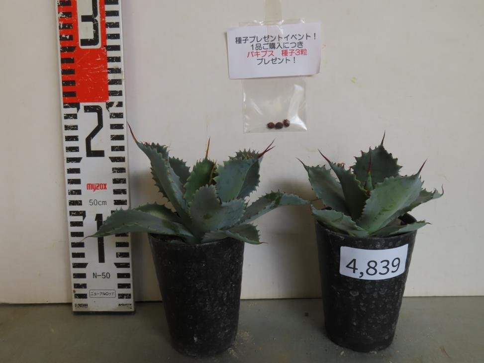 4839 「多肉植物」アガベ ポタトラム “スポーン” 2株セット【発根・ Agave potatorum “spawn”・購入でパキプス種子プレゼント】_画像5