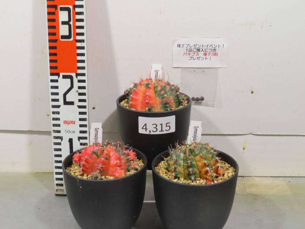 4315 「多肉植物I」ギムノカリキウム ミハノビッチ 3株セット【発根・美株・Gymnocalycium mihanovichii・サボテン】_画像1