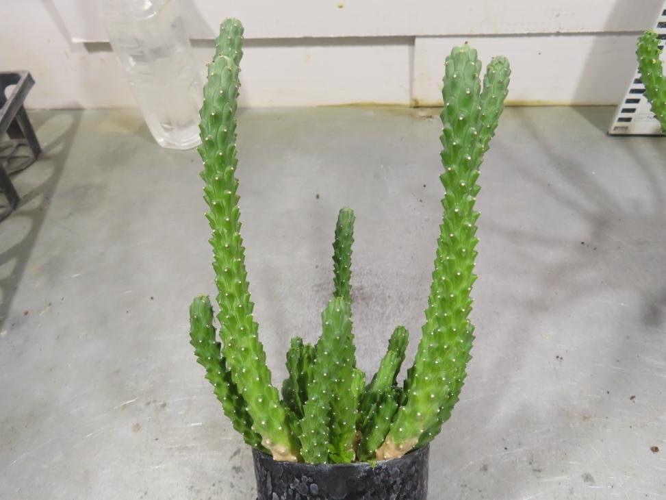 6164 「実生」ユーフォルビア イネルミス 2株セット【多肉植物・種から発芽！・Euphorbia inermis・九頭竜】_画像9