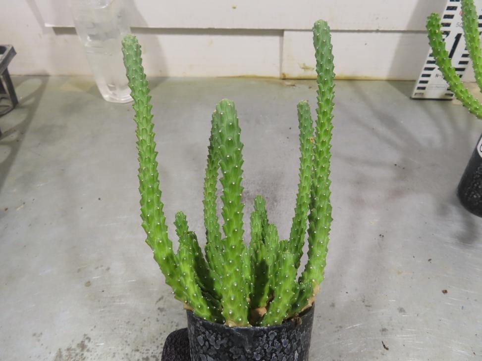 6164 「実生」ユーフォルビア イネルミス 2株セット【多肉植物・種から発芽！・Euphorbia inermis・九頭竜】_画像8