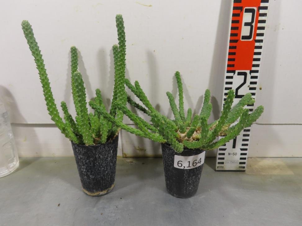 6164 「実生」ユーフォルビア イネルミス 2株セット【多肉植物・種から発芽！・Euphorbia inermis・九頭竜】_画像4