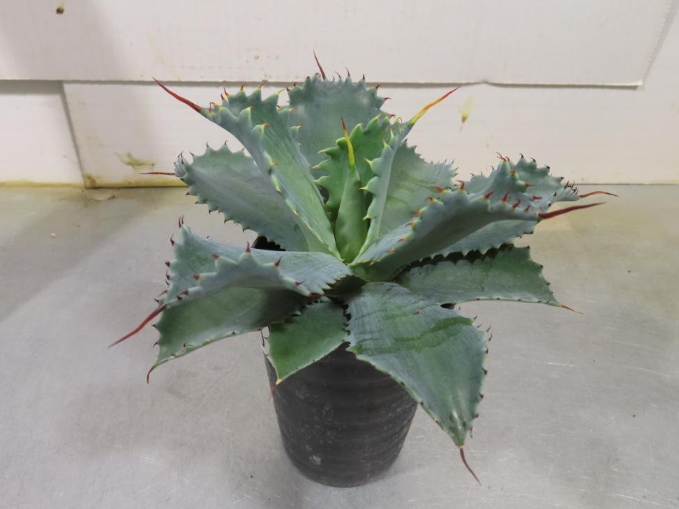 8940 「多肉植物」アガベ ポタトラム “スポーン”【発根・ Agave potatorum “spawn”・】_画像5