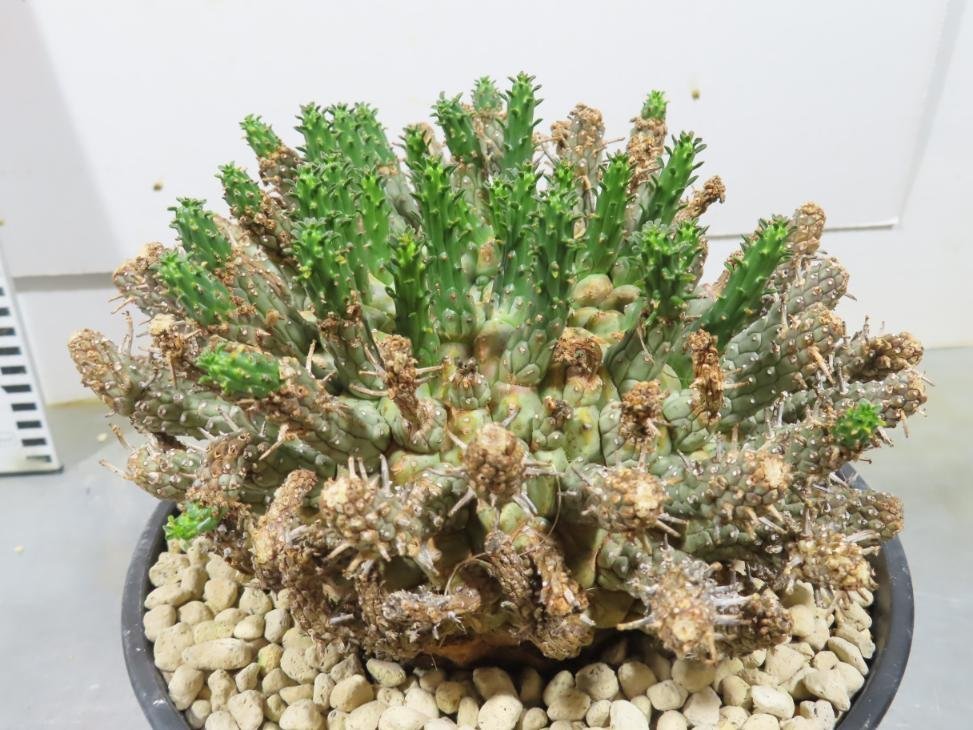 Yahoo!オークション - 5030 「多肉植物」ユーフォルビア フスカ Yahoo!オークション - 5030 「多肉植物」ユーフォルビア フスカ