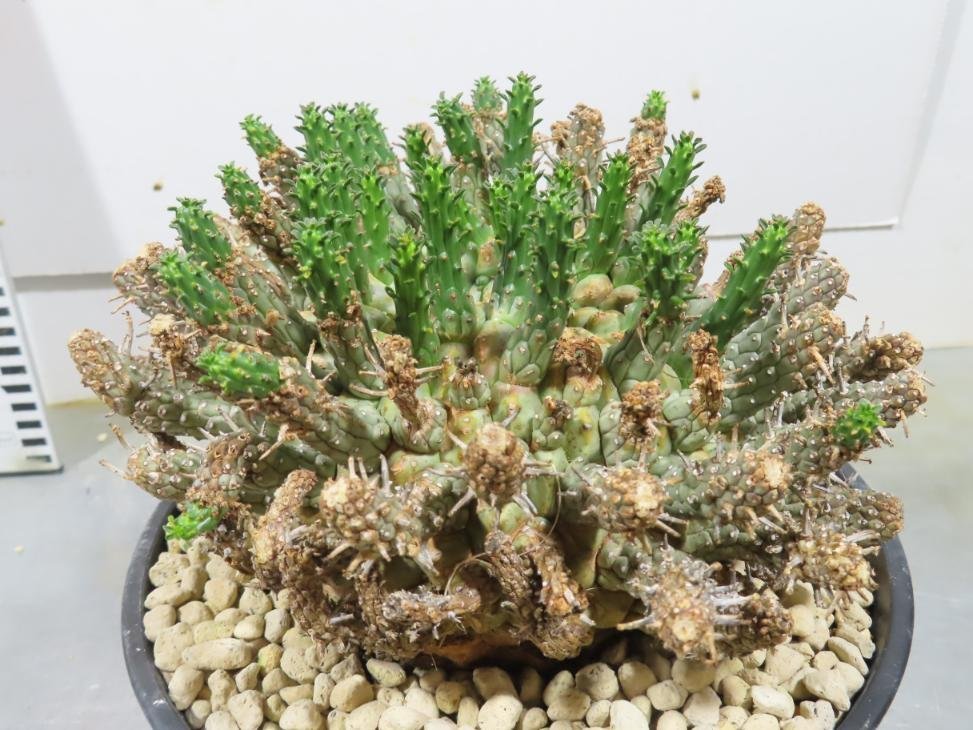 5030 「多肉植物」ユーフォルビア フスカ 大 植え【発芽開始・Euphorbia fusca・蛮蛇頭・希少・タコ物ユーフォルビア・未発根】_画像1