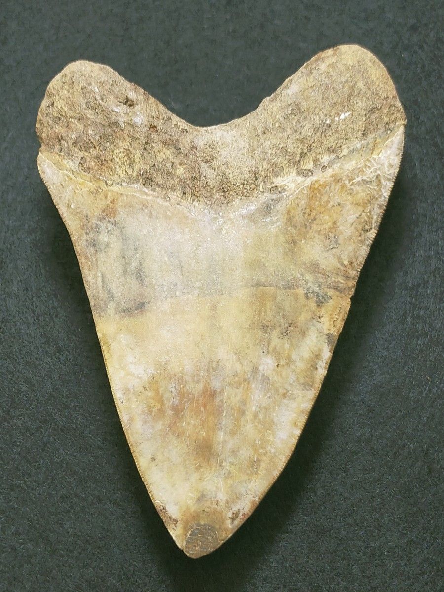 大きめ：134mm　5インチ超　メガロドン　化石　標本　サメの歯　歯の化石