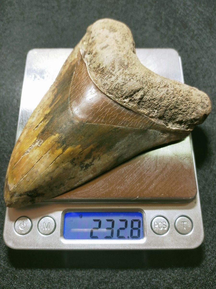 大きめ：134mm　5インチ超　メガロドン　化石　標本　サメの歯　歯の化石