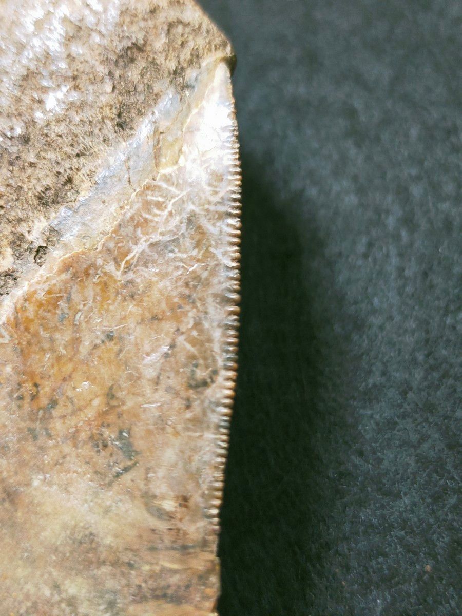 【5/12 22時まで限定値下げ】大きめ：134mm　5インチ超　メガロドン　化石　標本　サメの歯　歯の化石