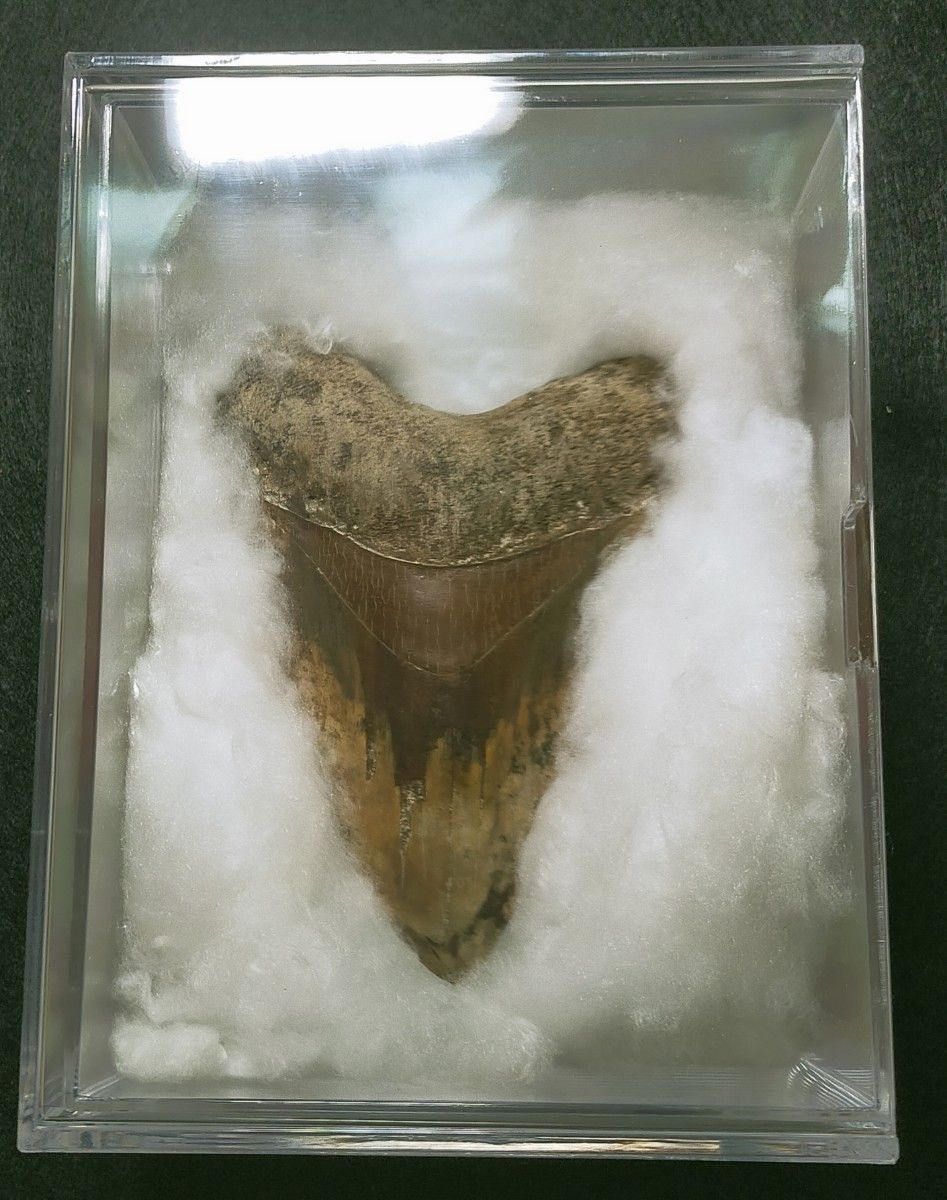 【5/12 22時まで限定値下げ】大きめ：134mm　5インチ超　メガロドン　化石　標本　サメの歯　歯の化石