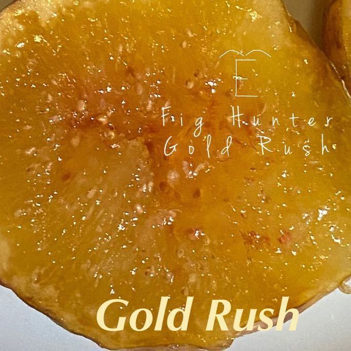 レアイチジク　Gold Rush 挿し穂　①_画像1