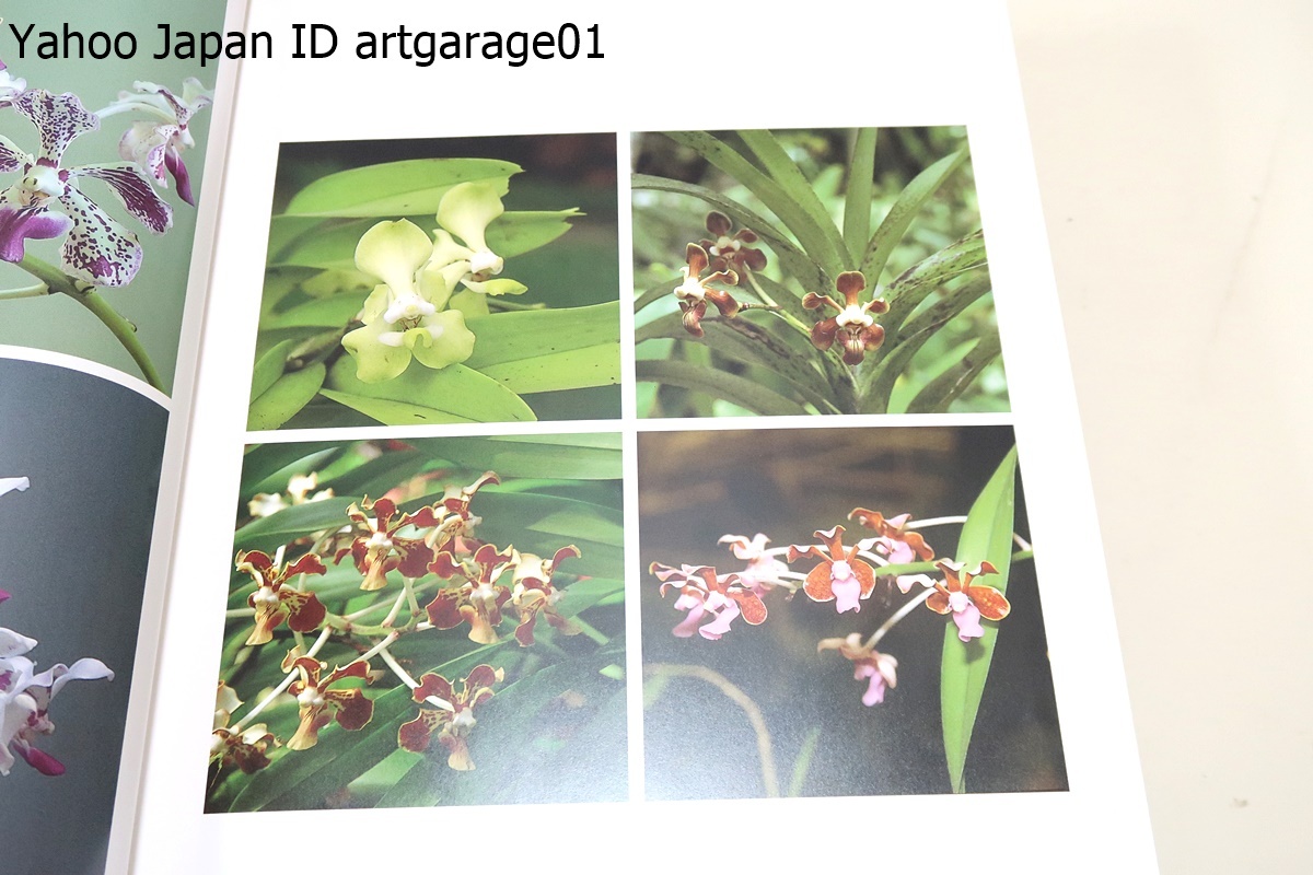 ORCHID ATLAS・世界の野生ラン・6冊/唐澤耕司/一般に栽培される美しい野生種・学問上重要な種をとりあげ分類群ごとにまとめてあります_画像7