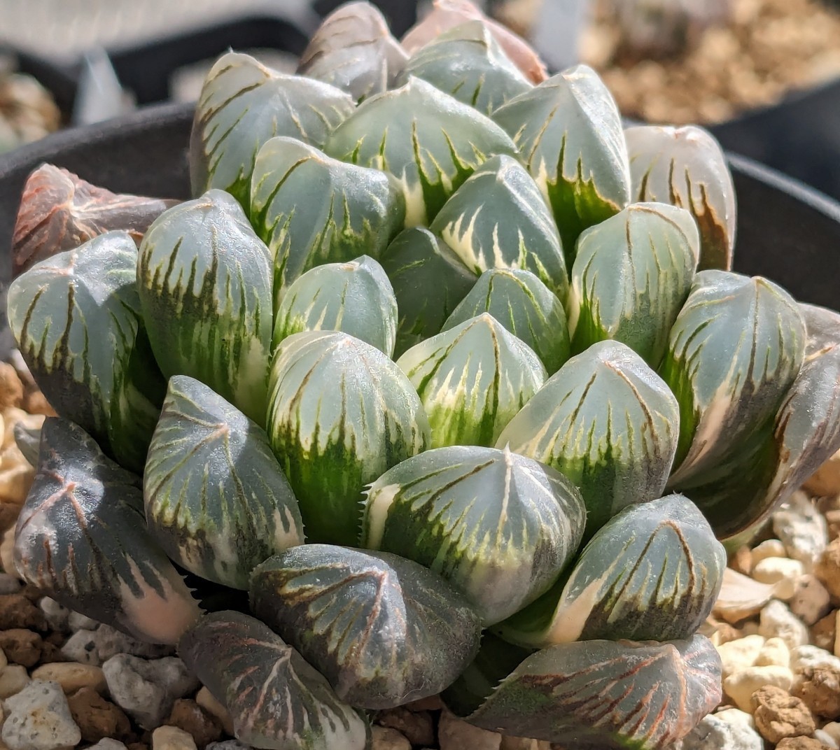 ハオルチア 【満月】カキ仔 多肉植物 ハオルシア 錦_親株