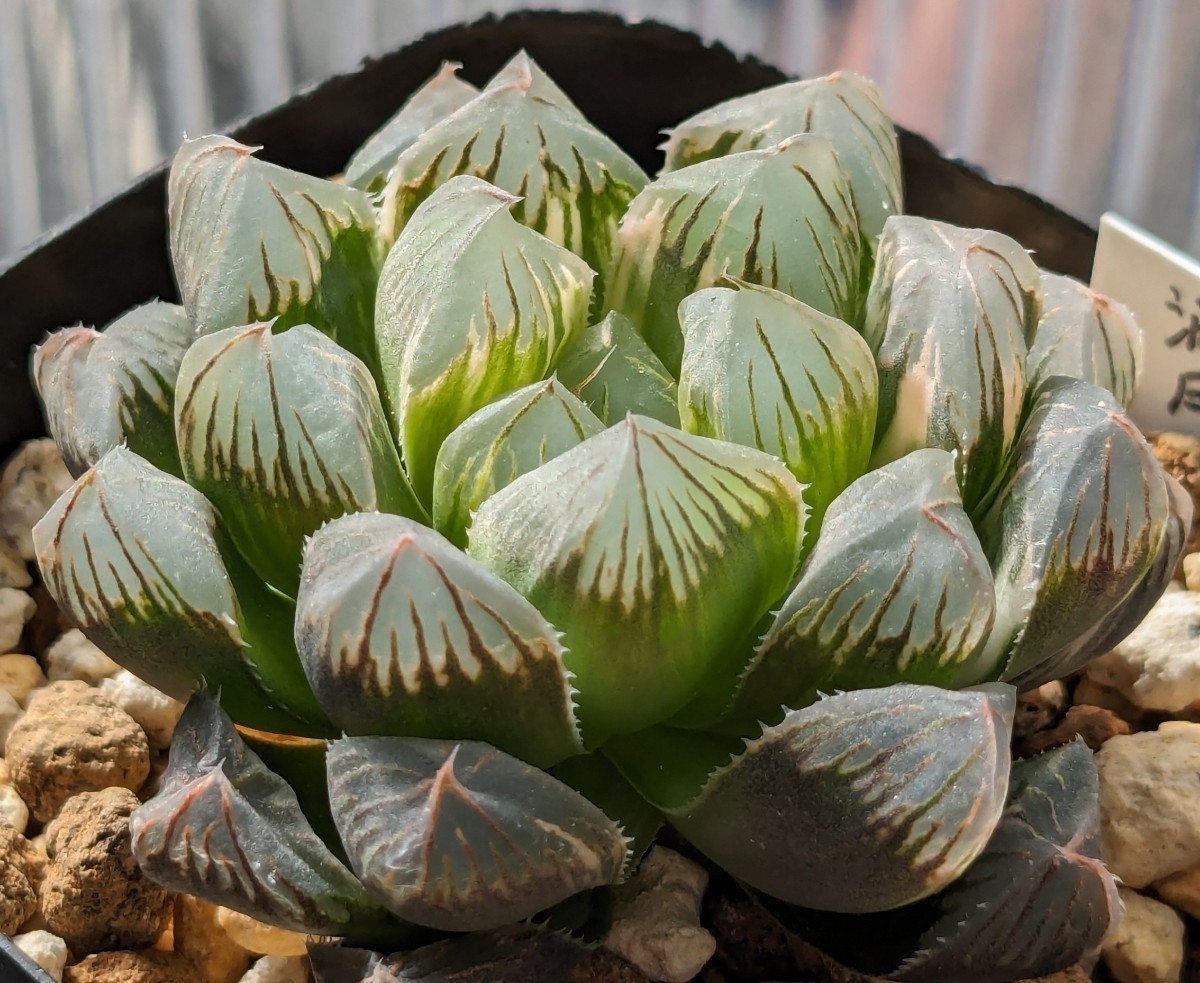 ハオルチア 【満月】カキ仔 多肉植物 ハオルシア 錦_画像4