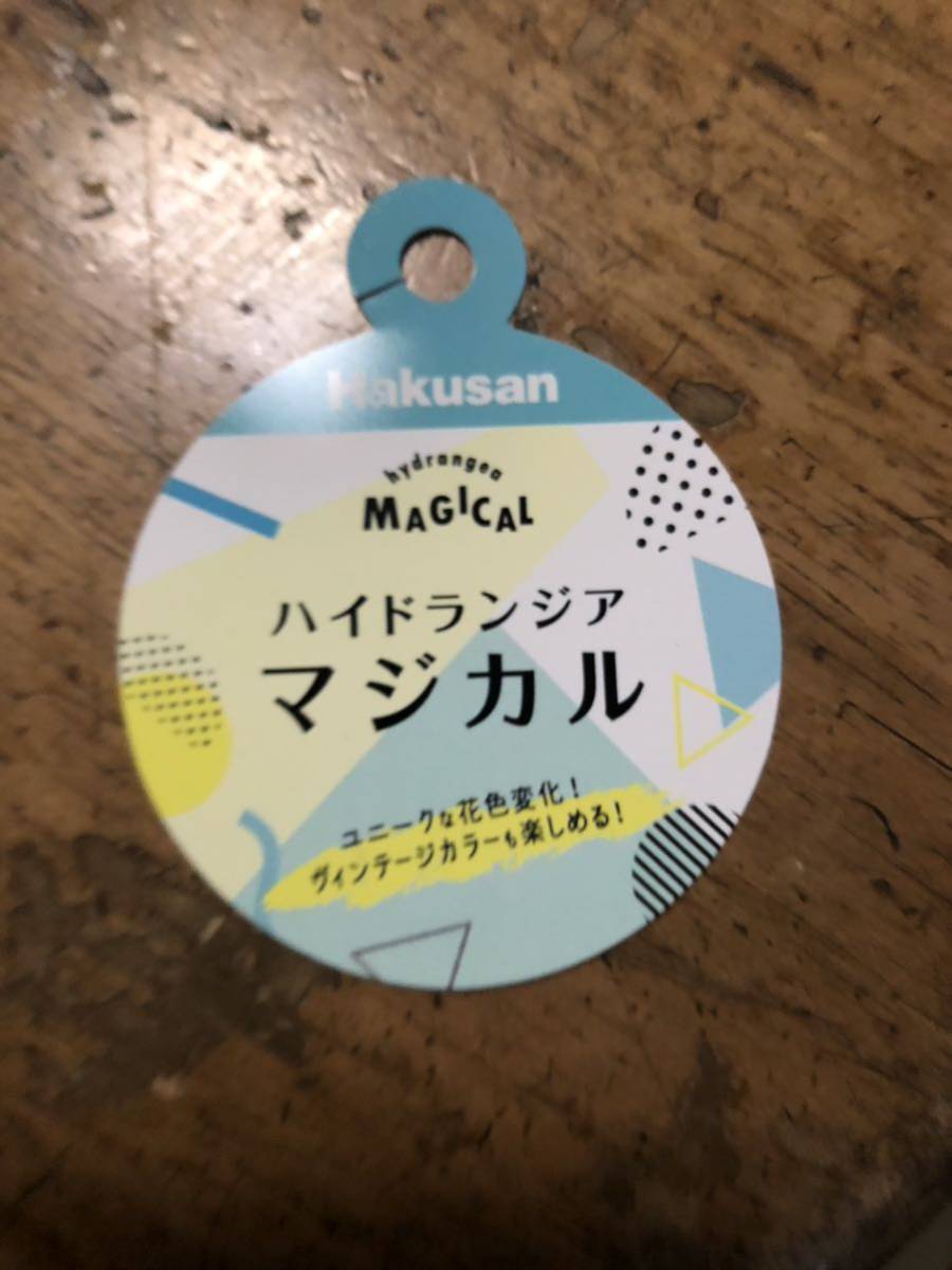 上質苗！アジサイ「マジカルノブレス」ポット苗　正規ラベル付き