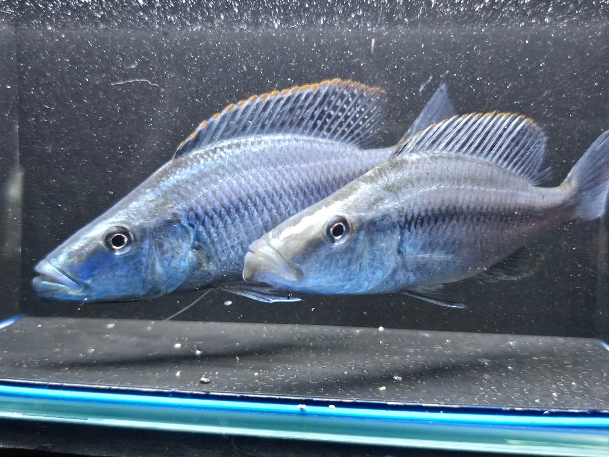 ディミディオクロミス・コンプレシケプス約13cm～15cm　ペアセット　2匹セット　珍しいシクリッド！青が強いのが雄です。_画像2