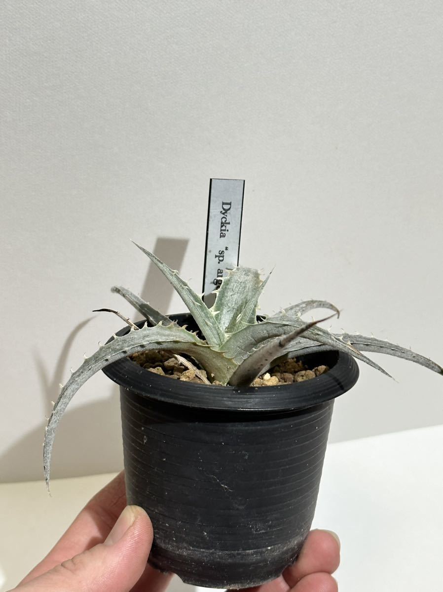 ディッキア Dyckia sp. argentea 子株_画像8