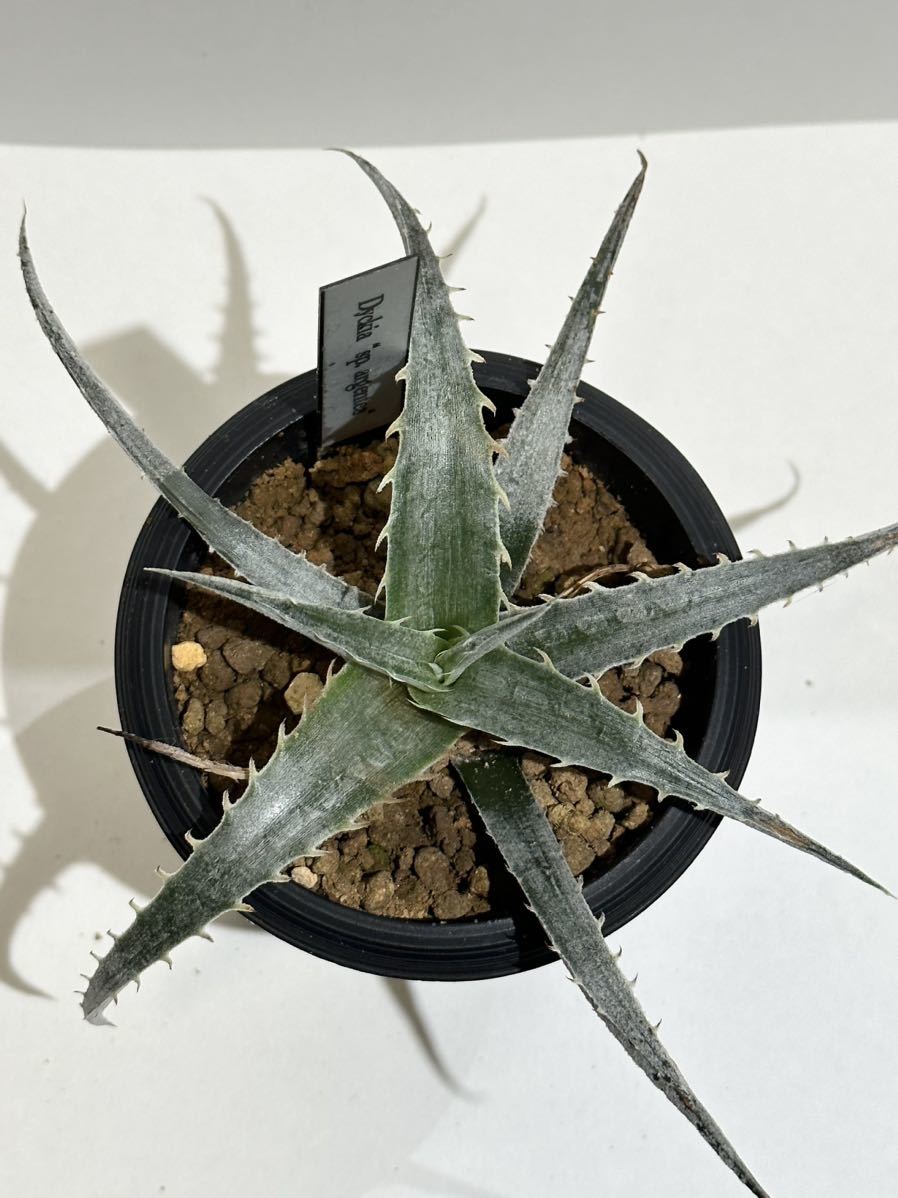 ディッキア Dyckia sp. argentea 子株_画像9