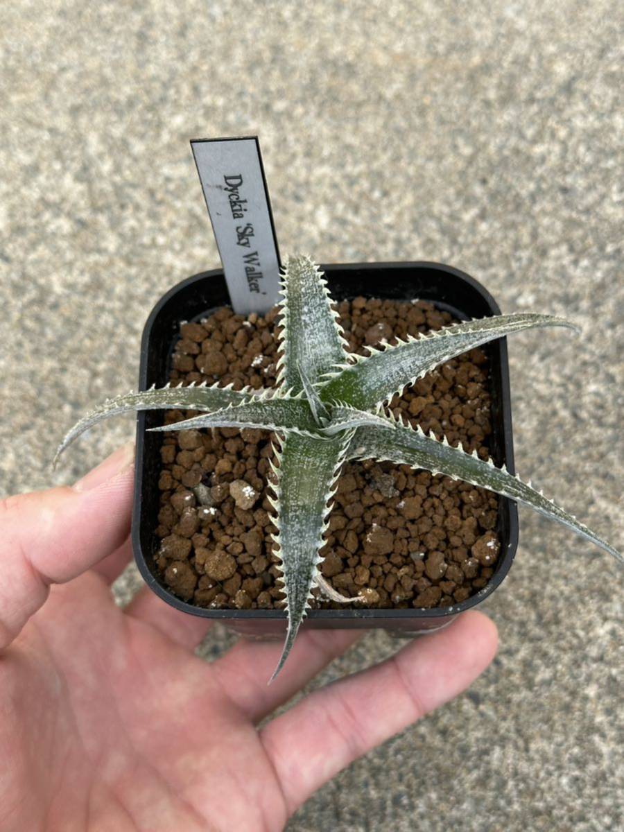 ディッキアDyckia ‘Sky Walker’ Bromeliad Cultivar Register (11374)_画像2