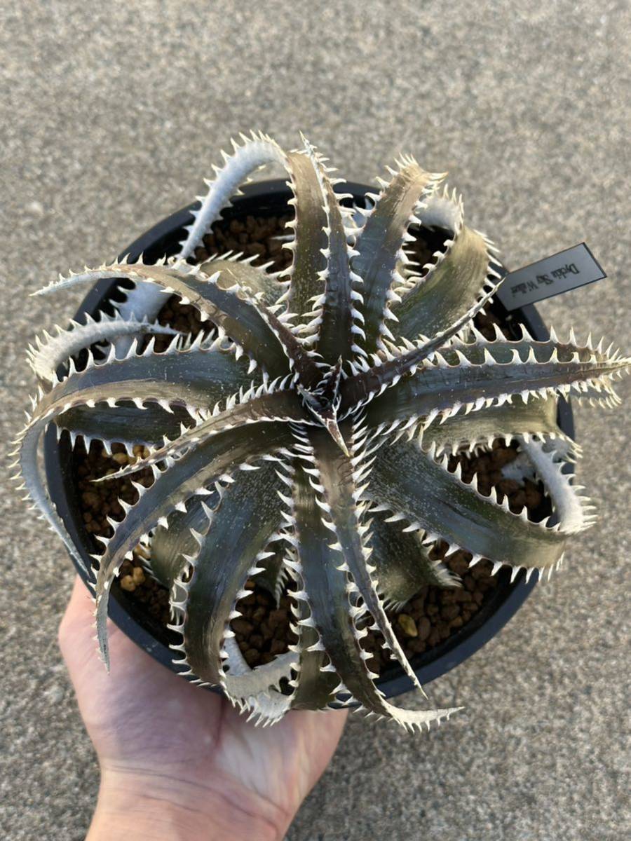 ディッキアDyckia ‘Sky Walker’ Bromeliad Cultivar Register (11374)_画像5