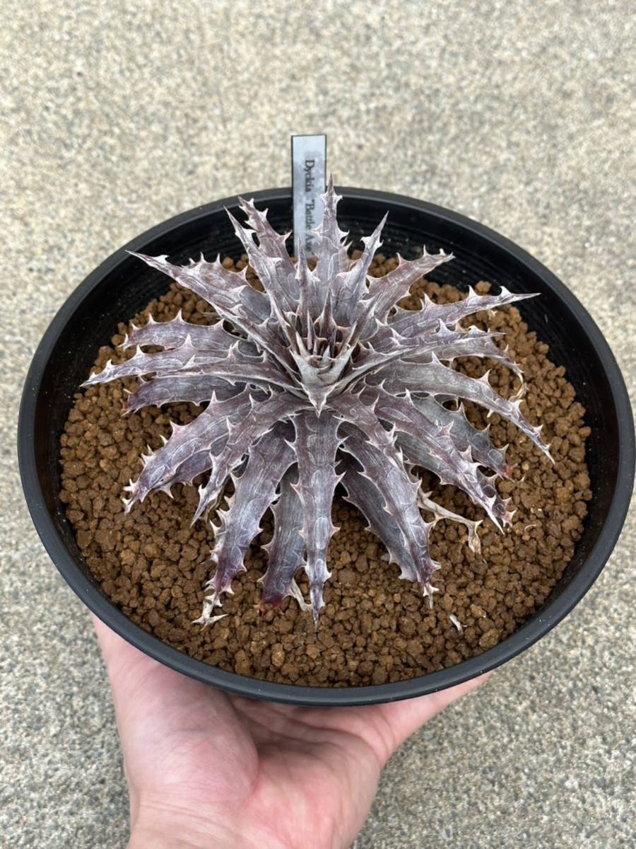 ディッキア Dyckia ‘Battle Axe’ 子株付き_画像5