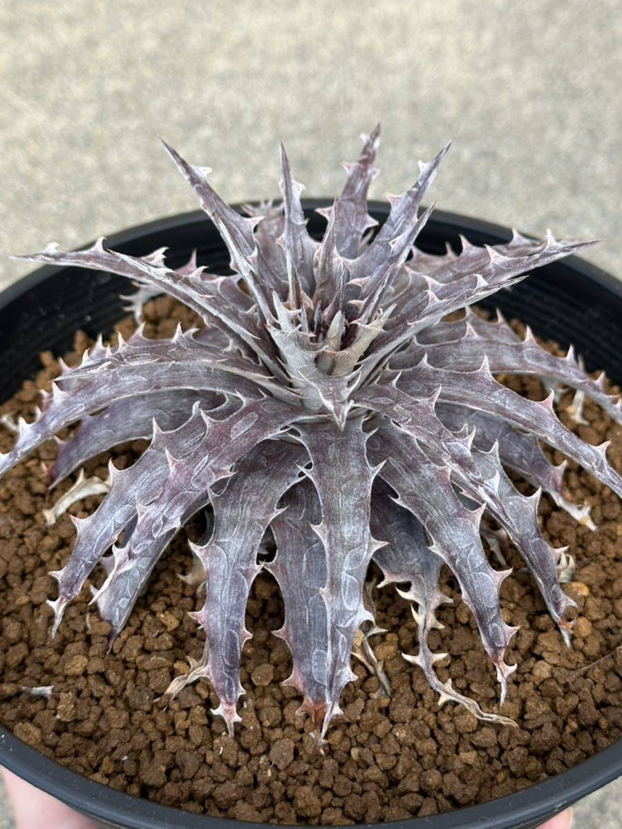 ディッキア Dyckia ‘Battle Axe’ 子株付き_画像7