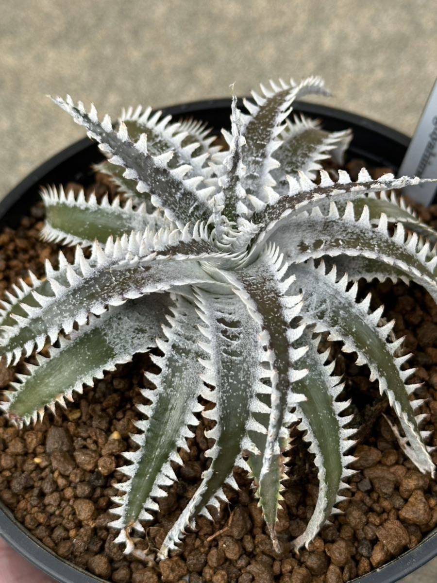 ディッキア Dyckia ‘Kaguyahime’_画像4