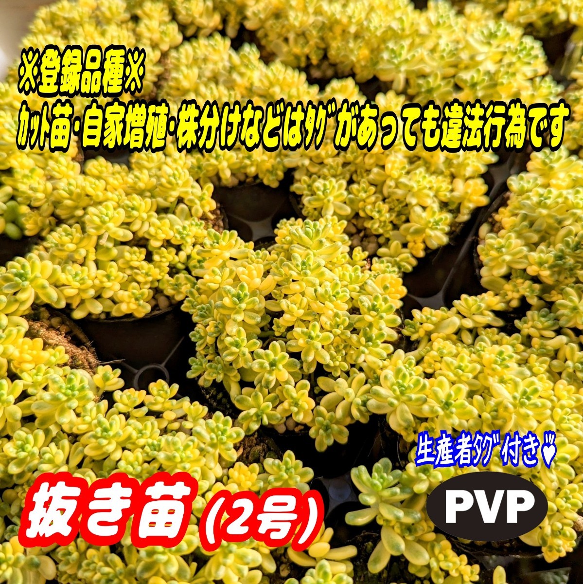 ◆送料無料◆《要：画像確認》斑入りタイトゴメ【抜き苗】2号もりもり♪ 多肉植物 セダム 紅葉 プレステラ プラ鉢_画像1