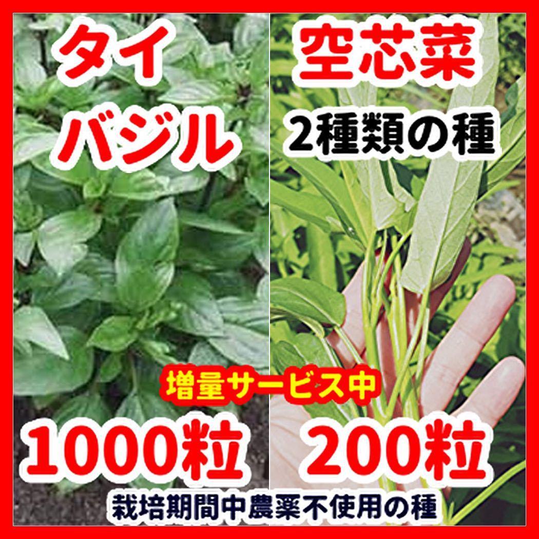 タイバジル＆空芯菜の種2種類セット【栽培期間中農薬不使用の種】_画像1