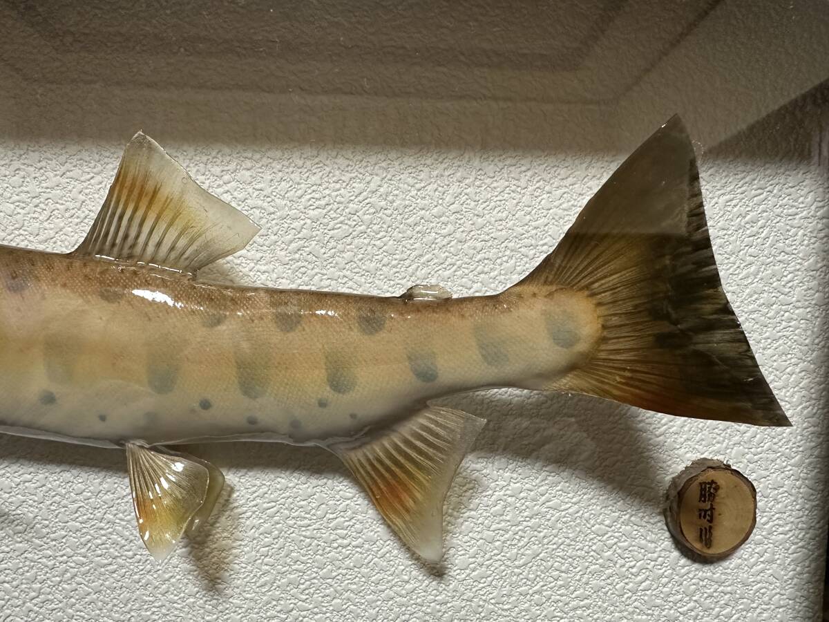 ヤマメ 山女 アマゴ 渓流 清流 魚 淡水魚 剥製 標本 item ヤマメ 山女 アマゴ 渓流 清流 魚 淡水魚 剥製 標本 item