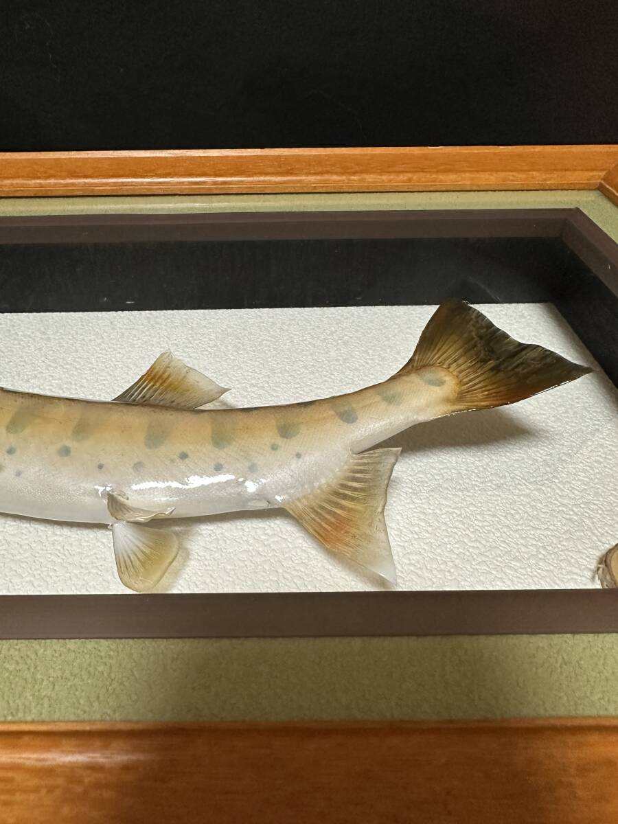 ヤマメ 山女 アマゴ 渓流 清流 魚 淡水魚 剥製 標本 item ヤマメ 山女 アマゴ 渓流 清流 魚 淡水魚 剥製 標本 item